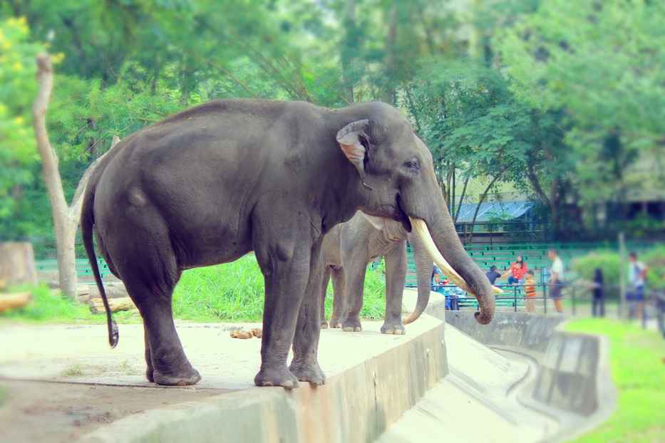 Animals at the National Zoo of Malaysia