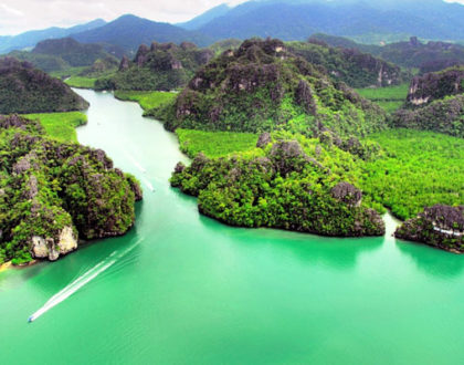 Mangrove Forest is an Amazing Experience