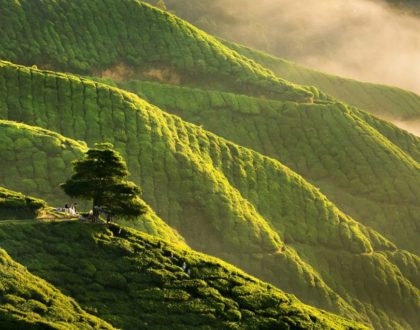 Cameron Highlands - A Beautiful Garden of Nature