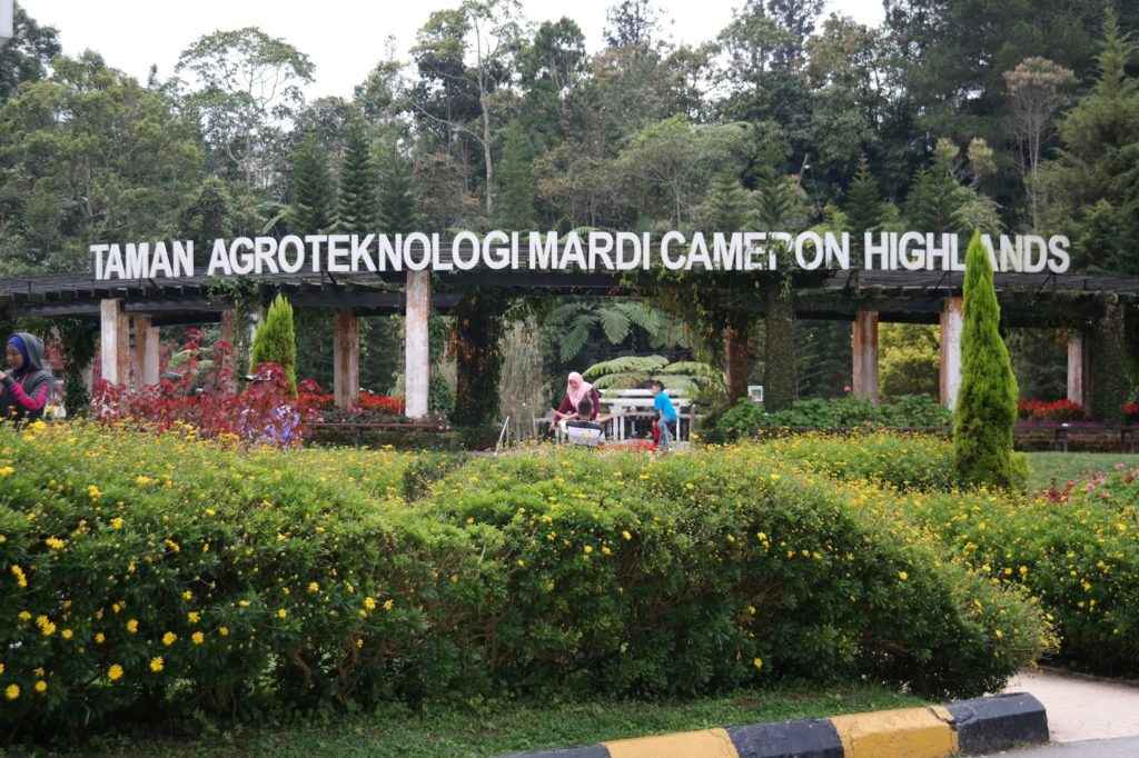18 Best Things to Do in Cameron Highlands Malaysia