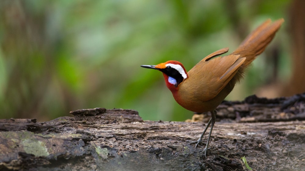 BIRD WATCHING IN MALAYSIA