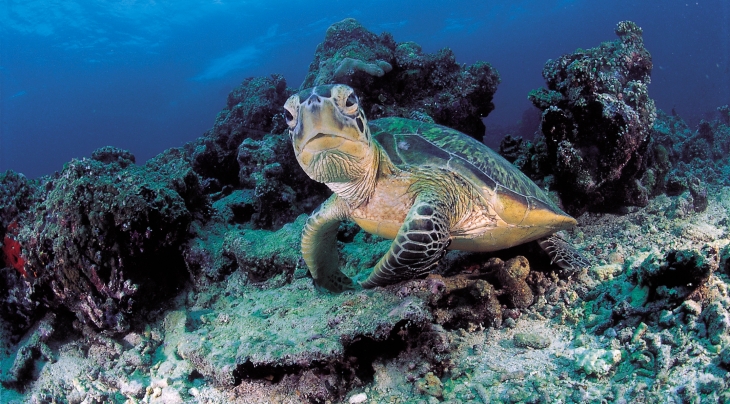 Diving in Borneo