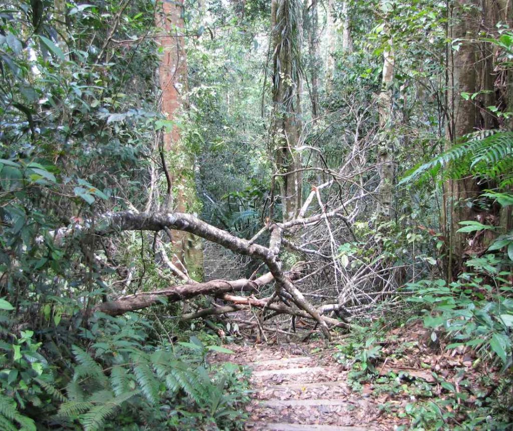 Hiking In Pine Tree Trail