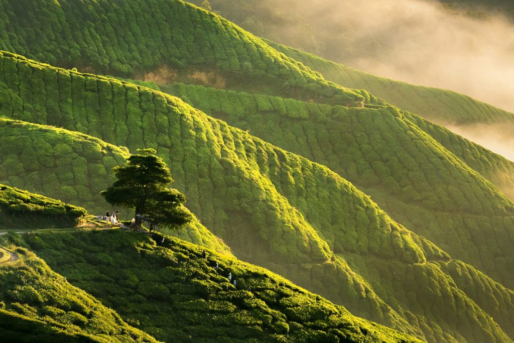 Cameron Highlands - A Beautiful Garden of Nature