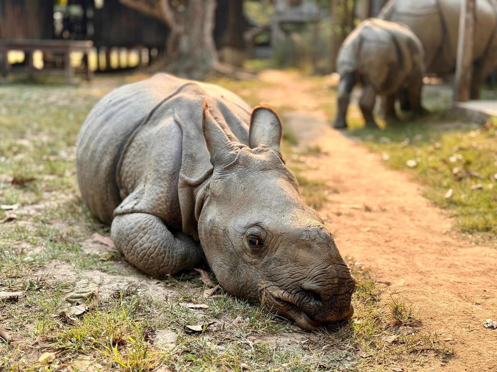 A greater one-horned rhino resting in Chitwan National Park, Nepal