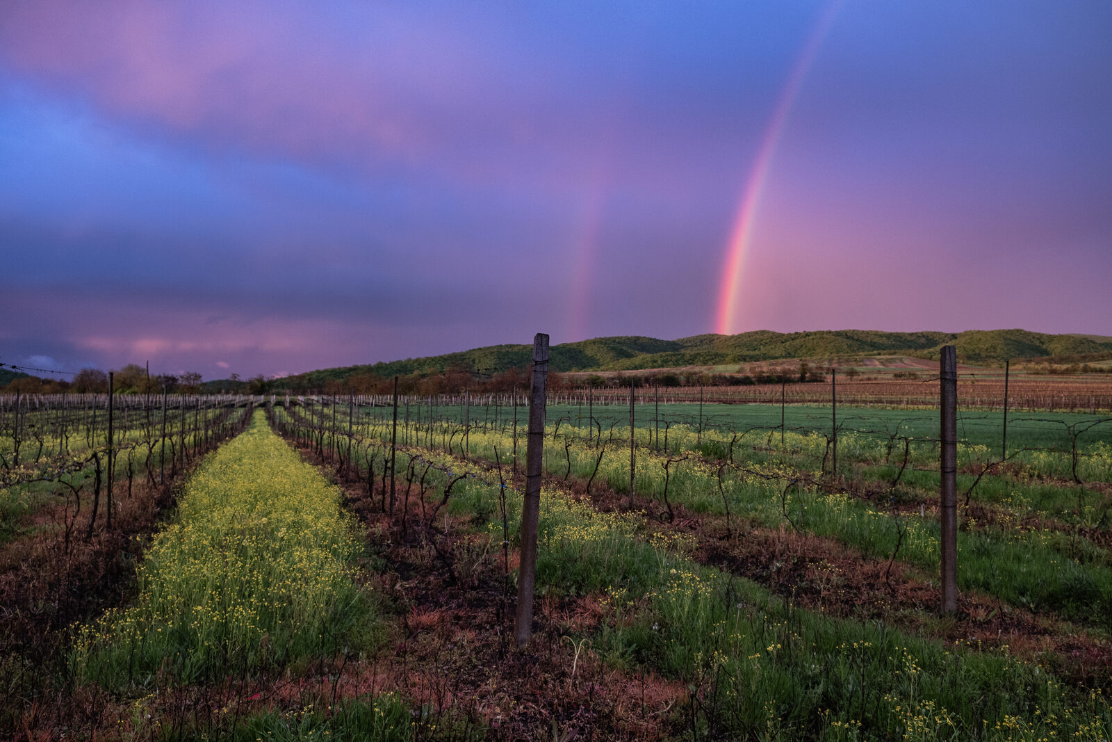 Rows of vineyards in the Alazani Valley, Kakheti, with hills and a rainbow behind, Georgia