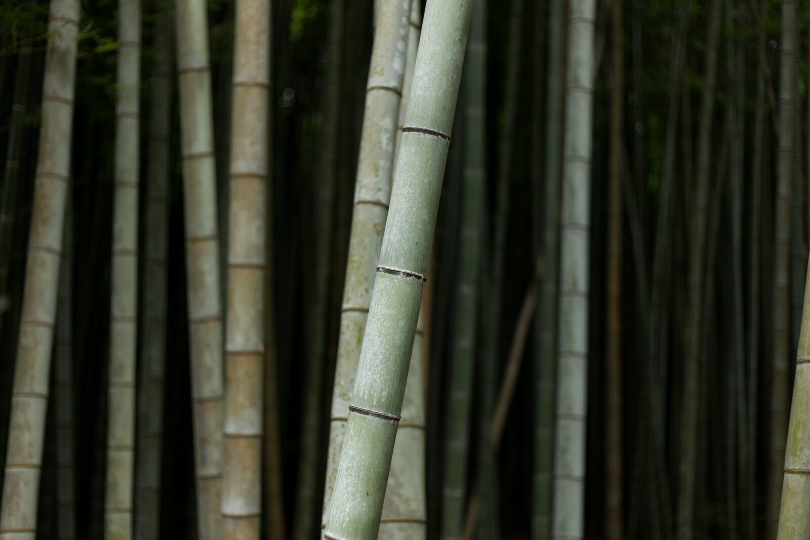 Tall green bamboo stalks rising in the Arashiyama bamboo grove in Kyoto, Japan