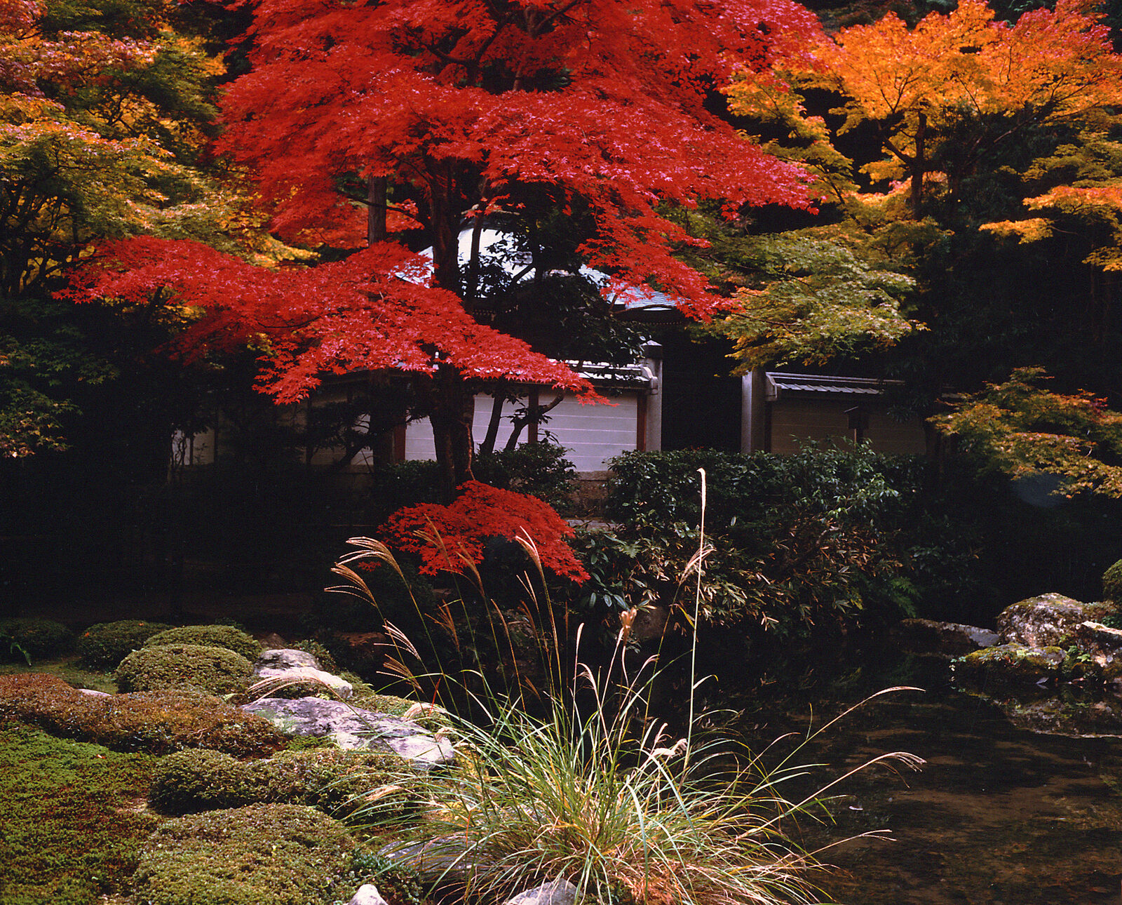 Bright red and orange autumn maple leaves in a Kyoto temple garden