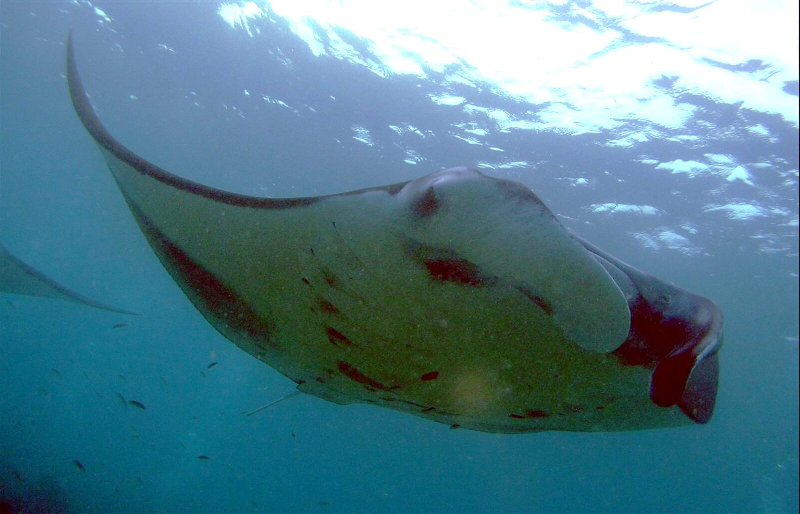 A manta ray gliding through clear water in the Maldives