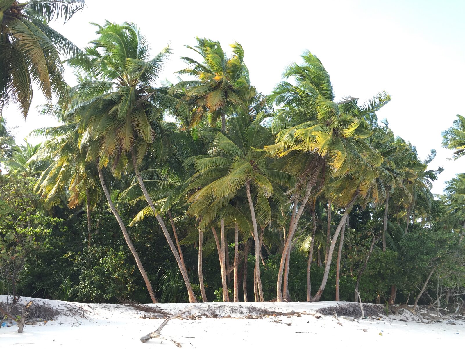 Coconut palm trees lining a white-sand beach in the Maldives