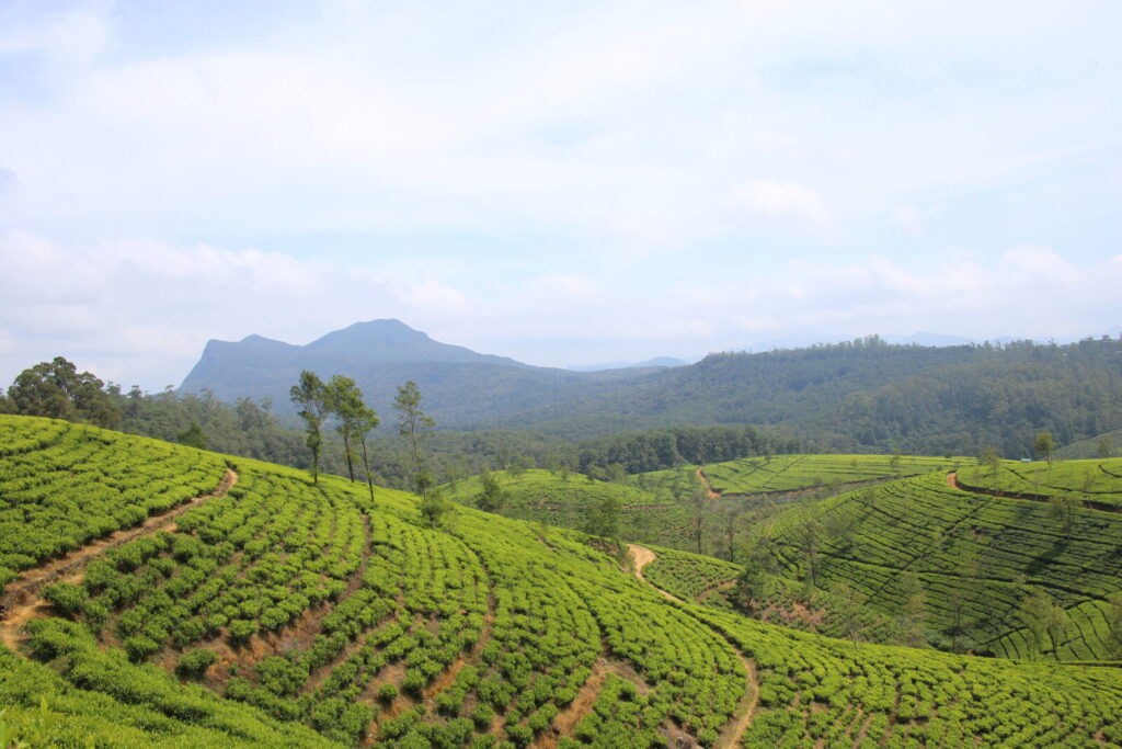 Lush tea plantations in the hill country near Nuwara Eliya, Sri Lanka