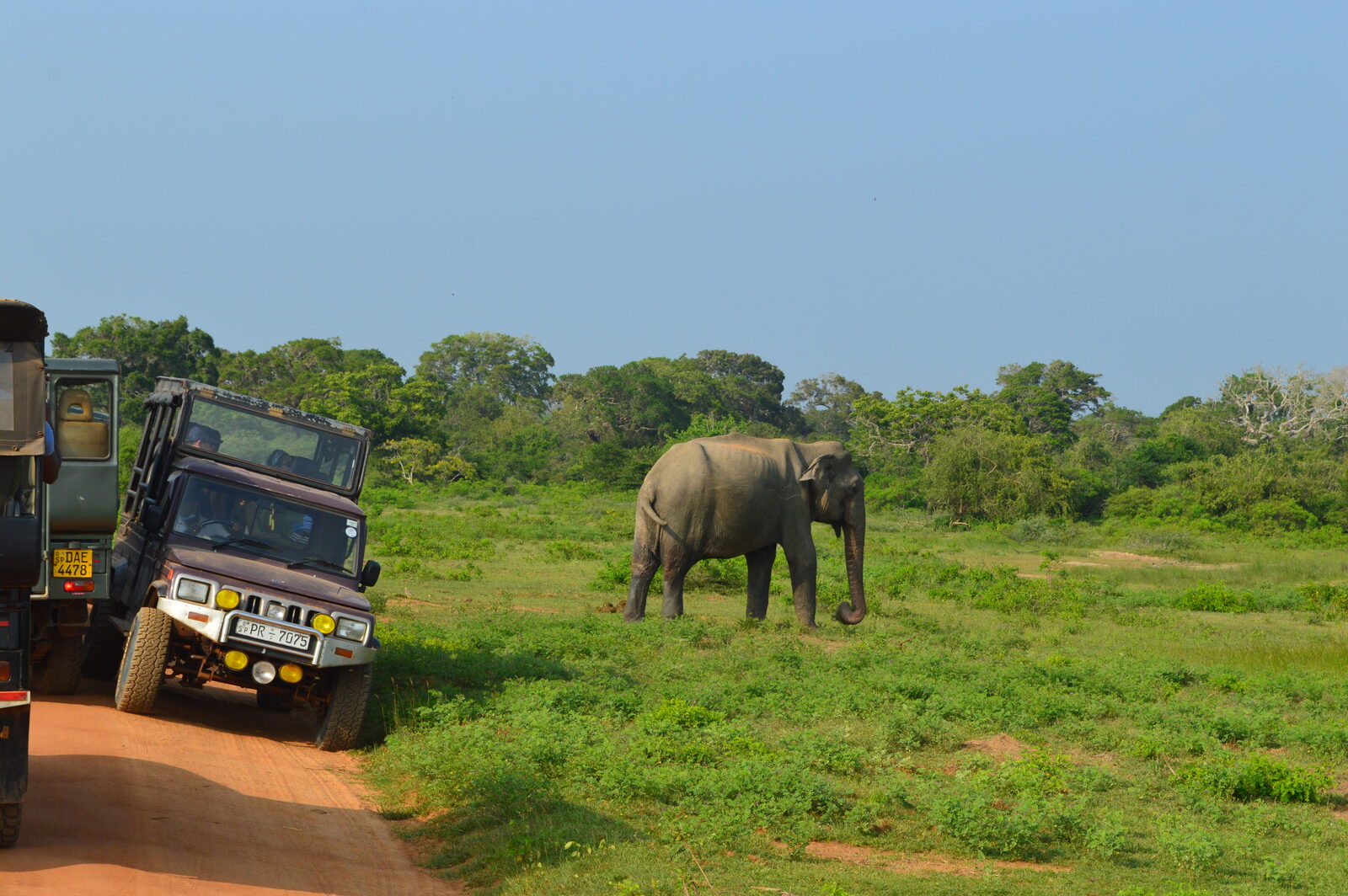 Wild Asian elephant beside safari jeeps in Yala National Park, Sri Lanka