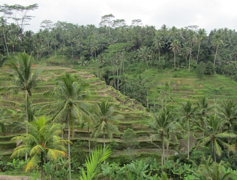Tegallalang rice terraces near Ubud, Bali, Indonesia